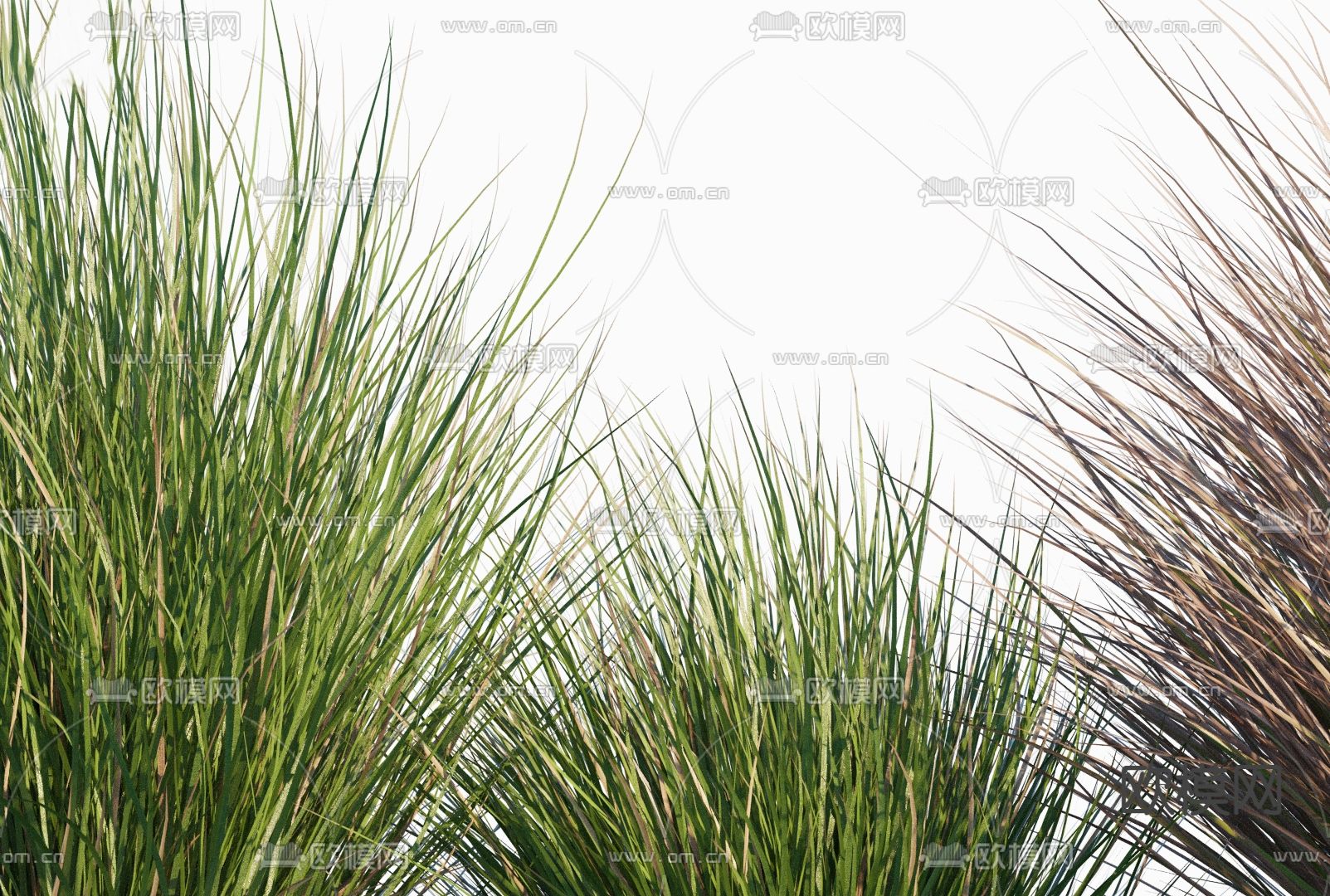 现代雪花草蒲苇3d模型