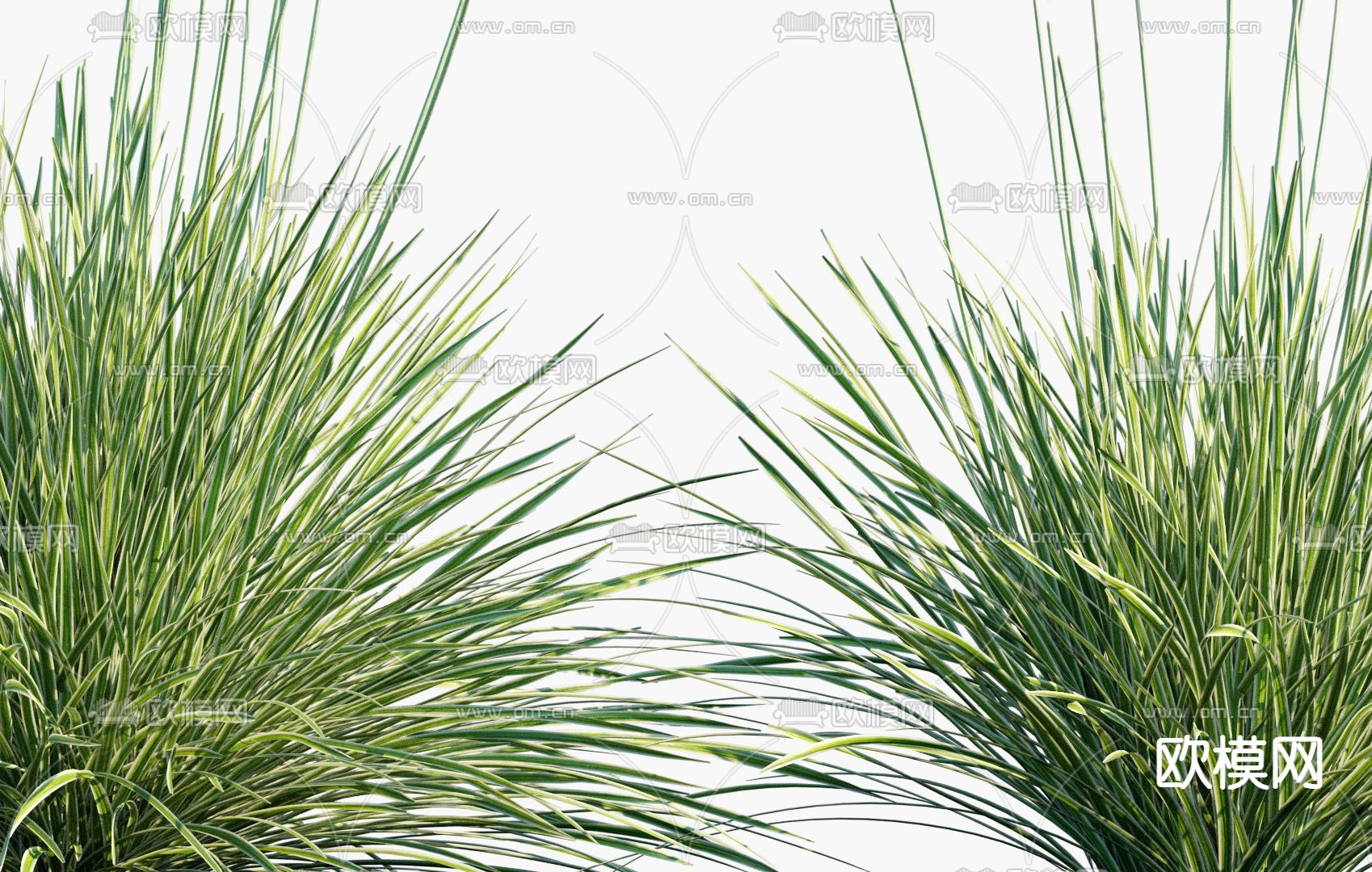 现代莎草燕麦竹灯草3d模型下载（渲染图4）