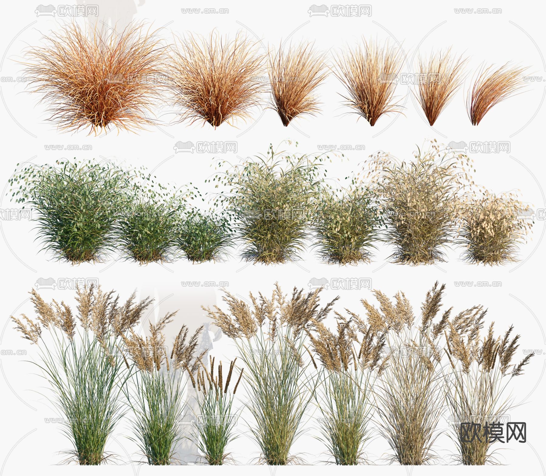 现代棕红苔草茅草3d模型下载_ID11638362_3dmax免费模型-欧模网