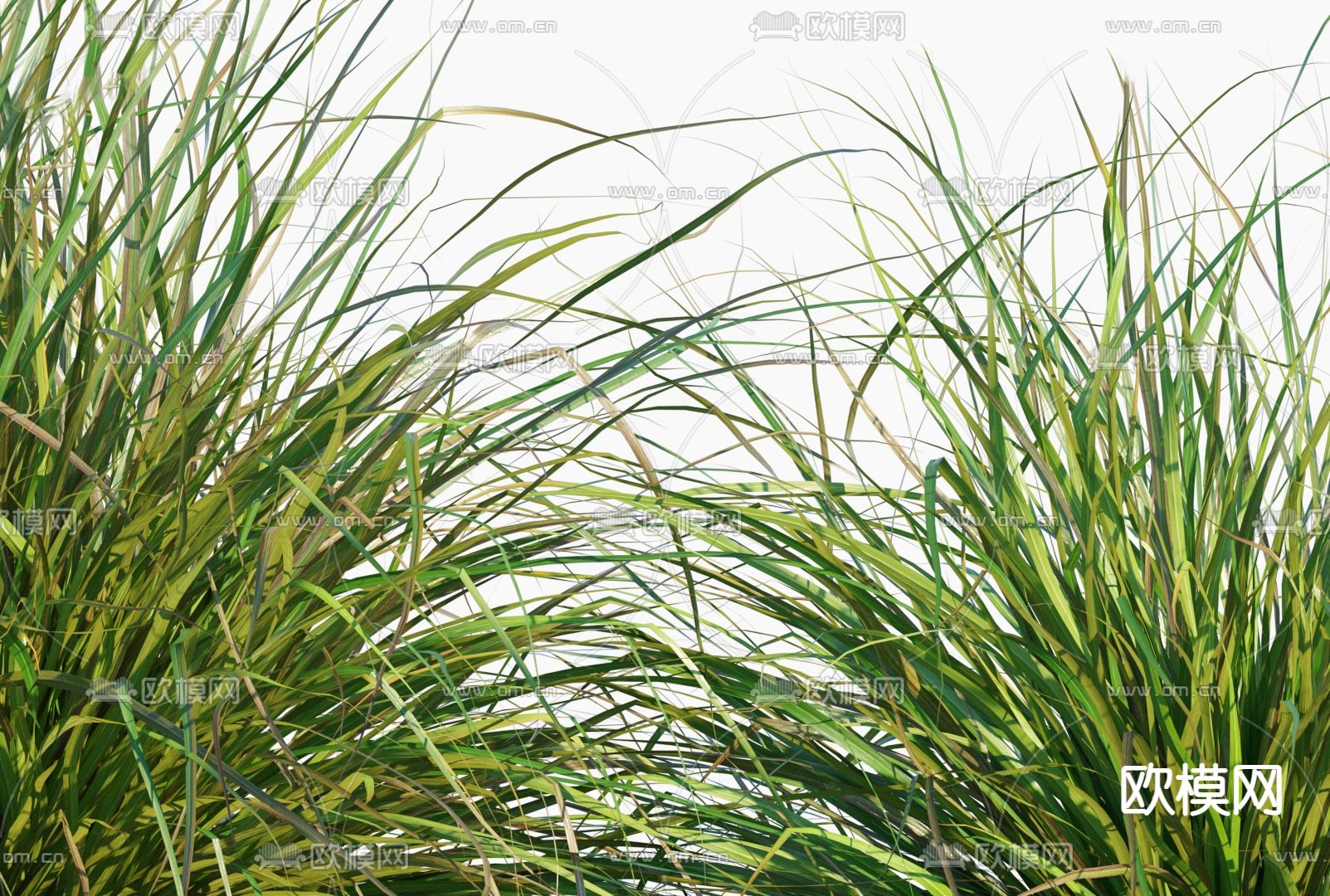 现代雪花草蒲苇3d模型