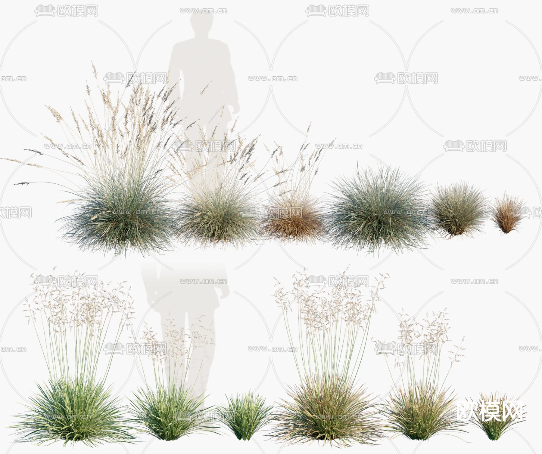 现代莎草燕麦竹灯草3d模型下载（渲染图2）