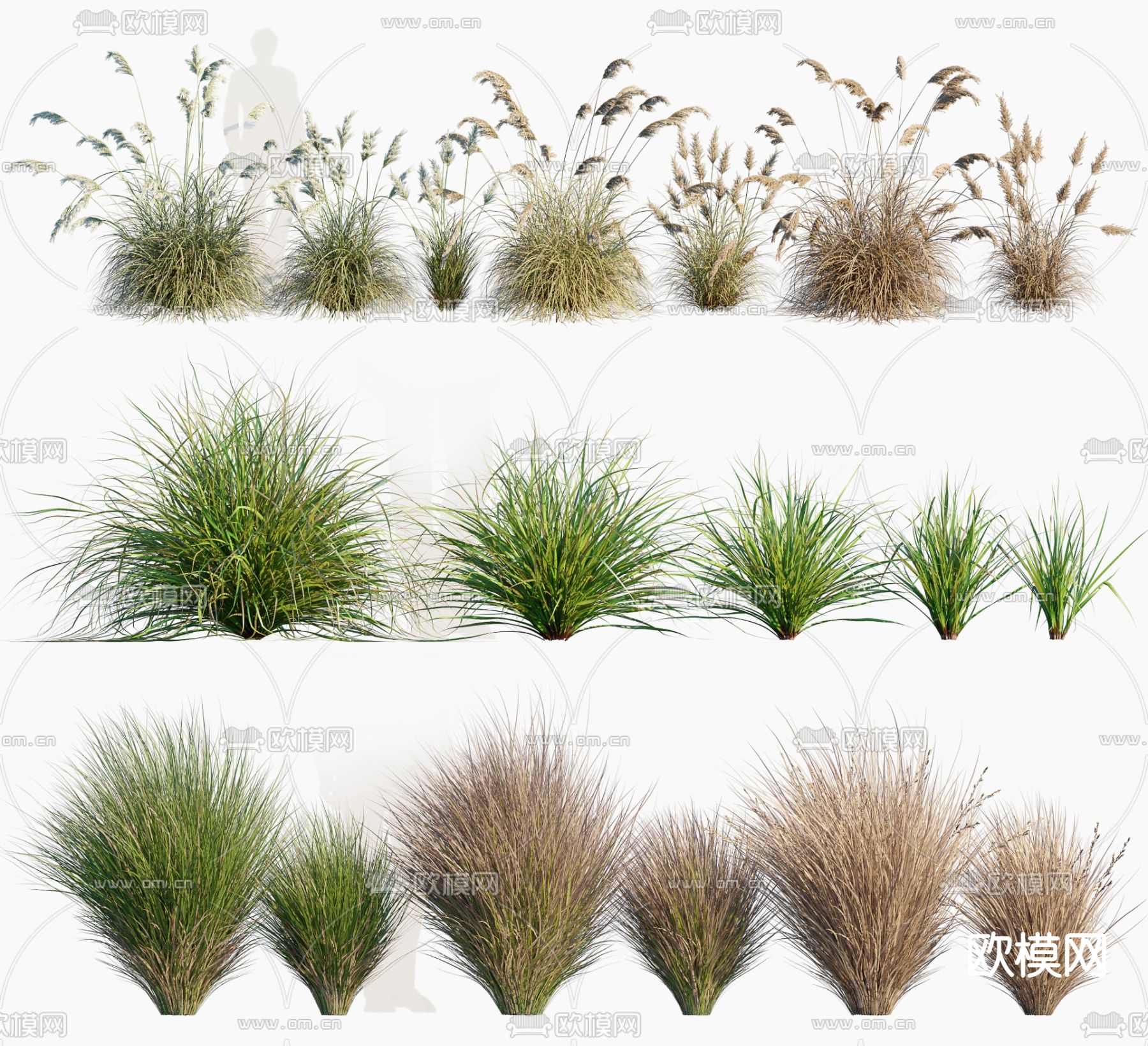 现代雪花草蒲苇3d模型
