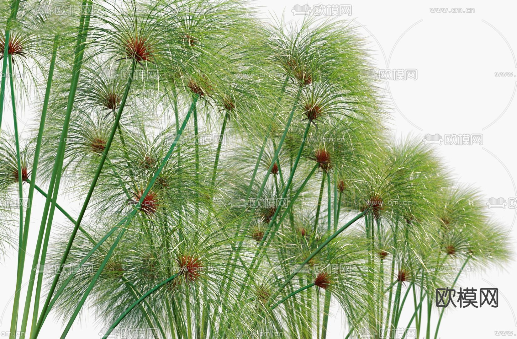 现代莎草燕麦竹灯草3d模型下载（渲染图5）