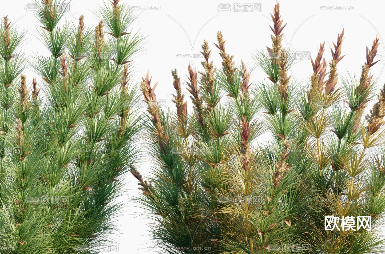 现代莎草燕麦竹灯草3d模型下载（渲染图3）