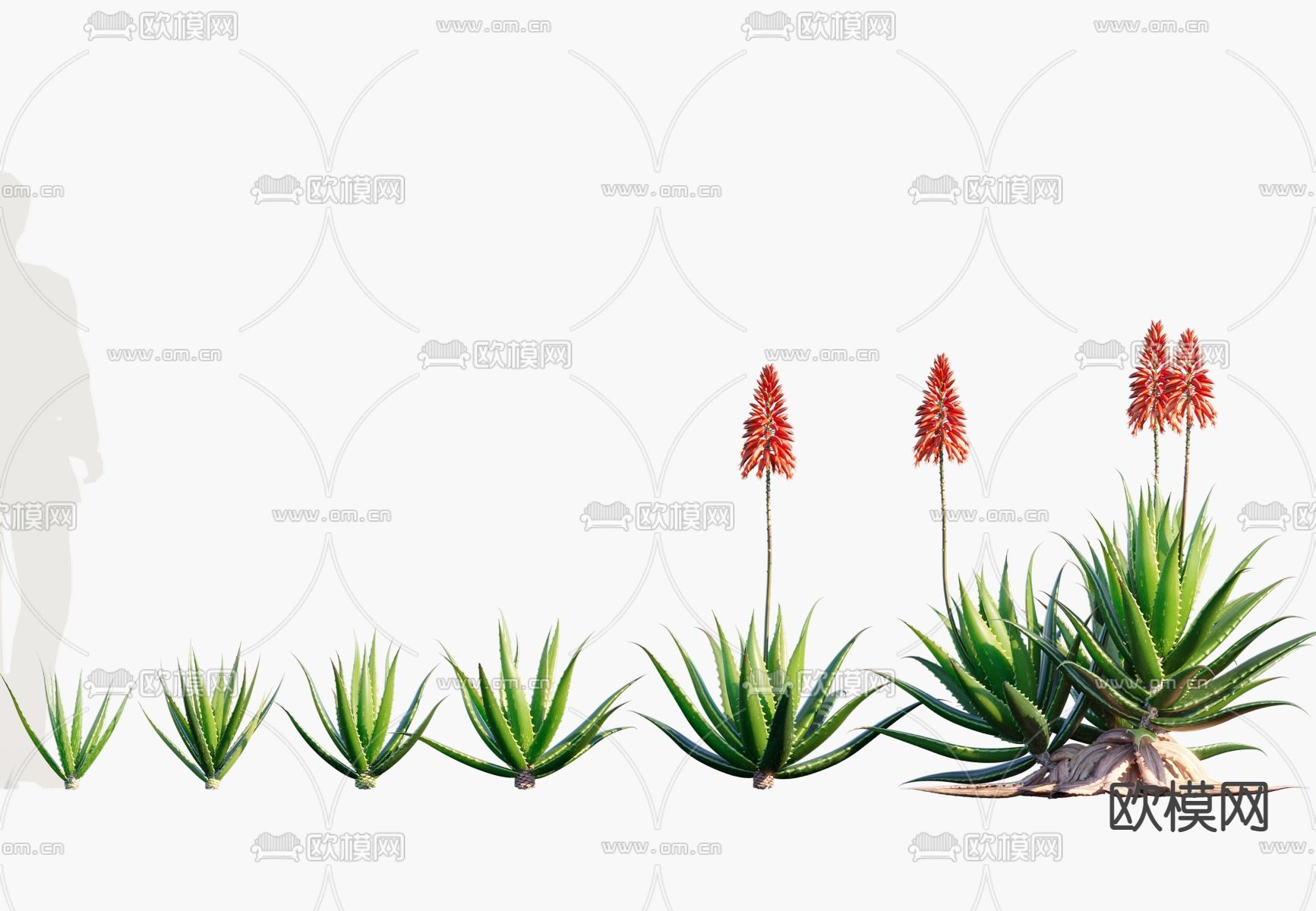 现代多肉植物库拉索芦荟3d模型
