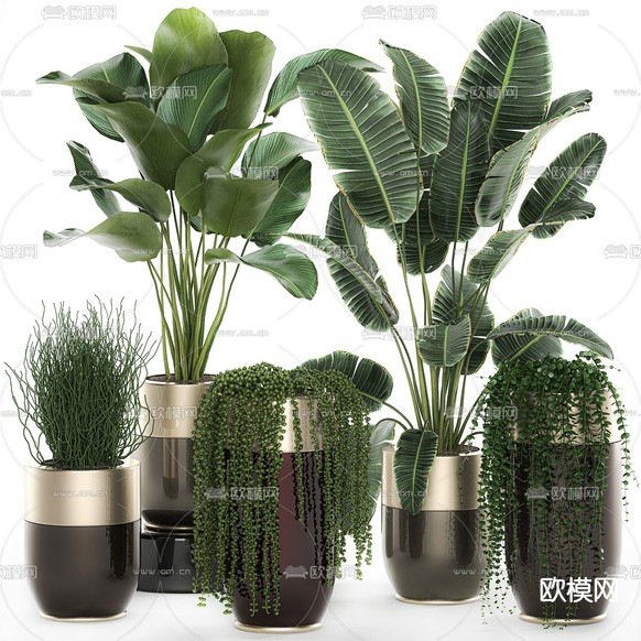 现代芭蕉绿植盆栽3d模型下载(渲染图1)