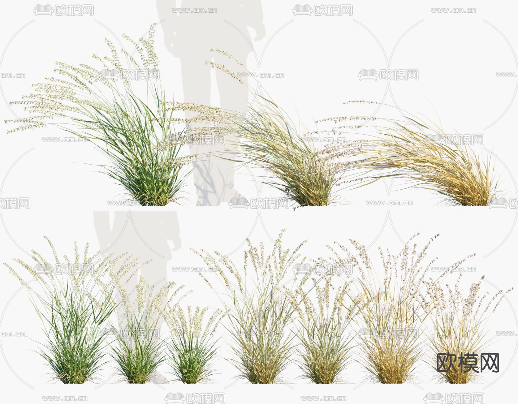 现代垂穗草滨草3d模型下载_ID11650721_3dmax免费模型-欧模网
