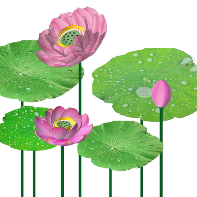  现代荷花su模型 