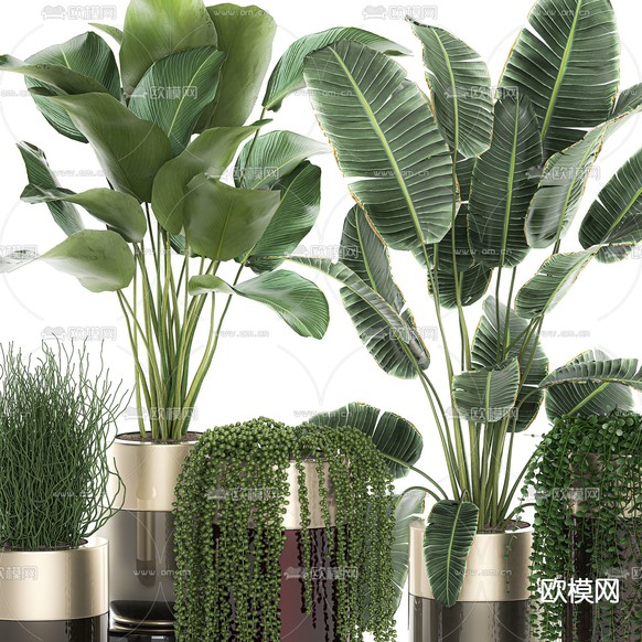 现代芭蕉绿植盆栽3d模型下载(渲染图2)