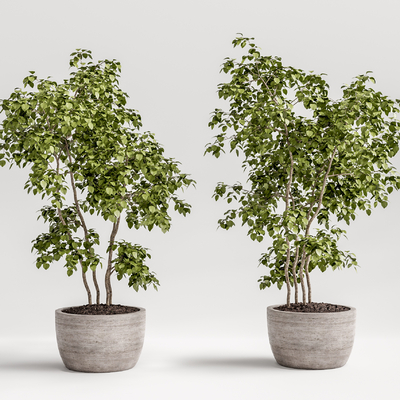 现代植物盆栽su模型