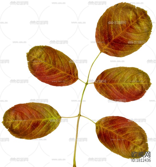 樹葉下載