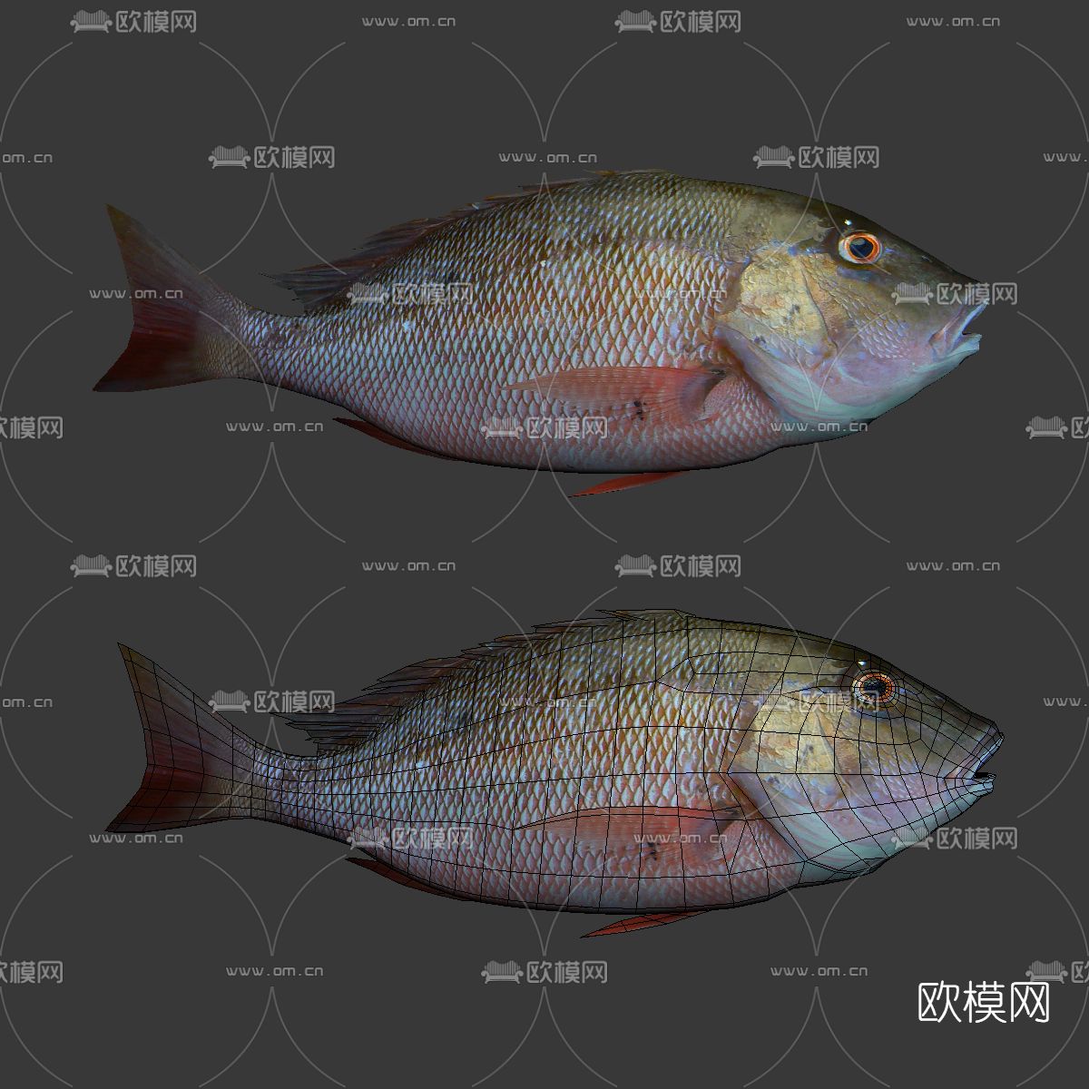 现代鱼免费3d模型下载