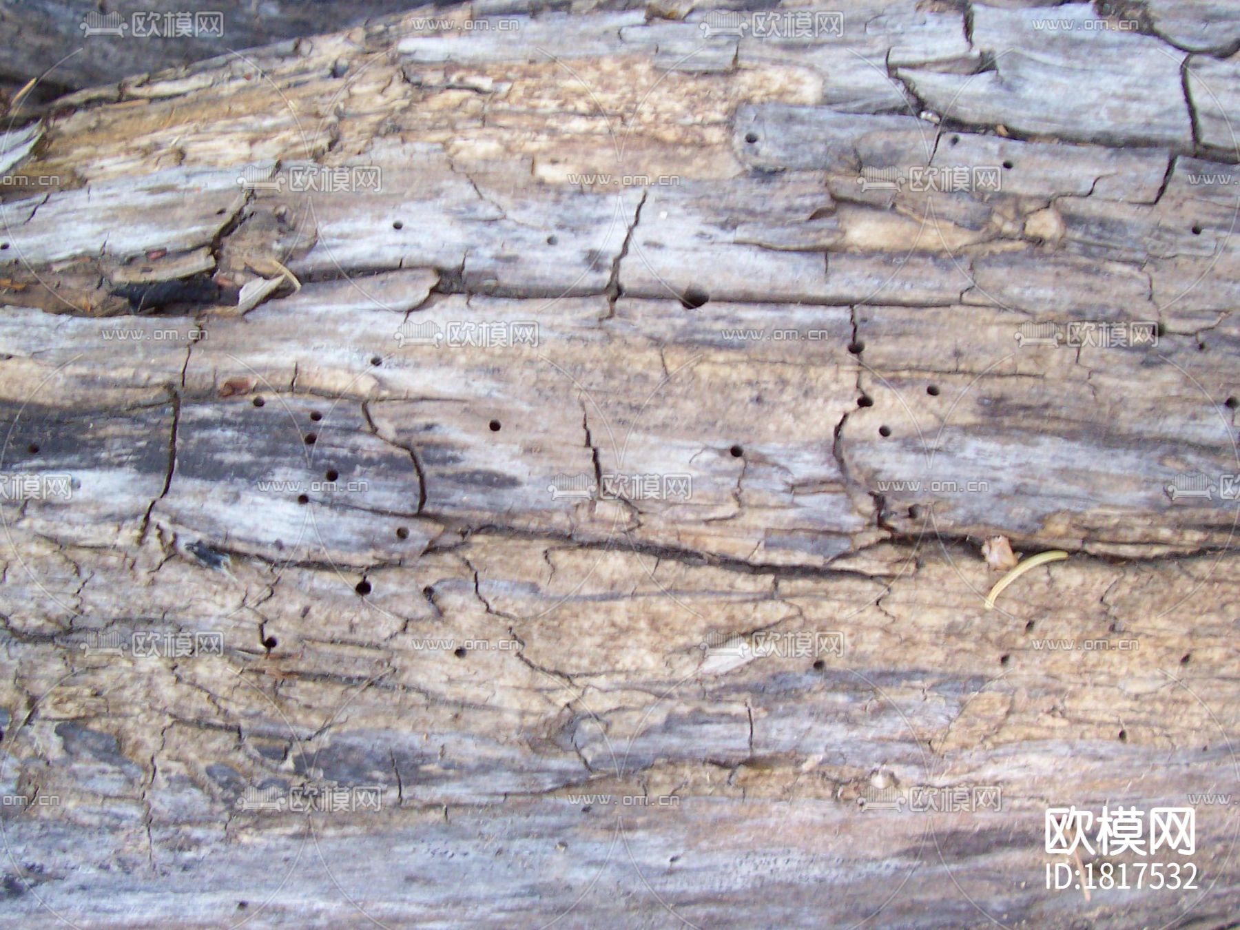 干枯树皮下载