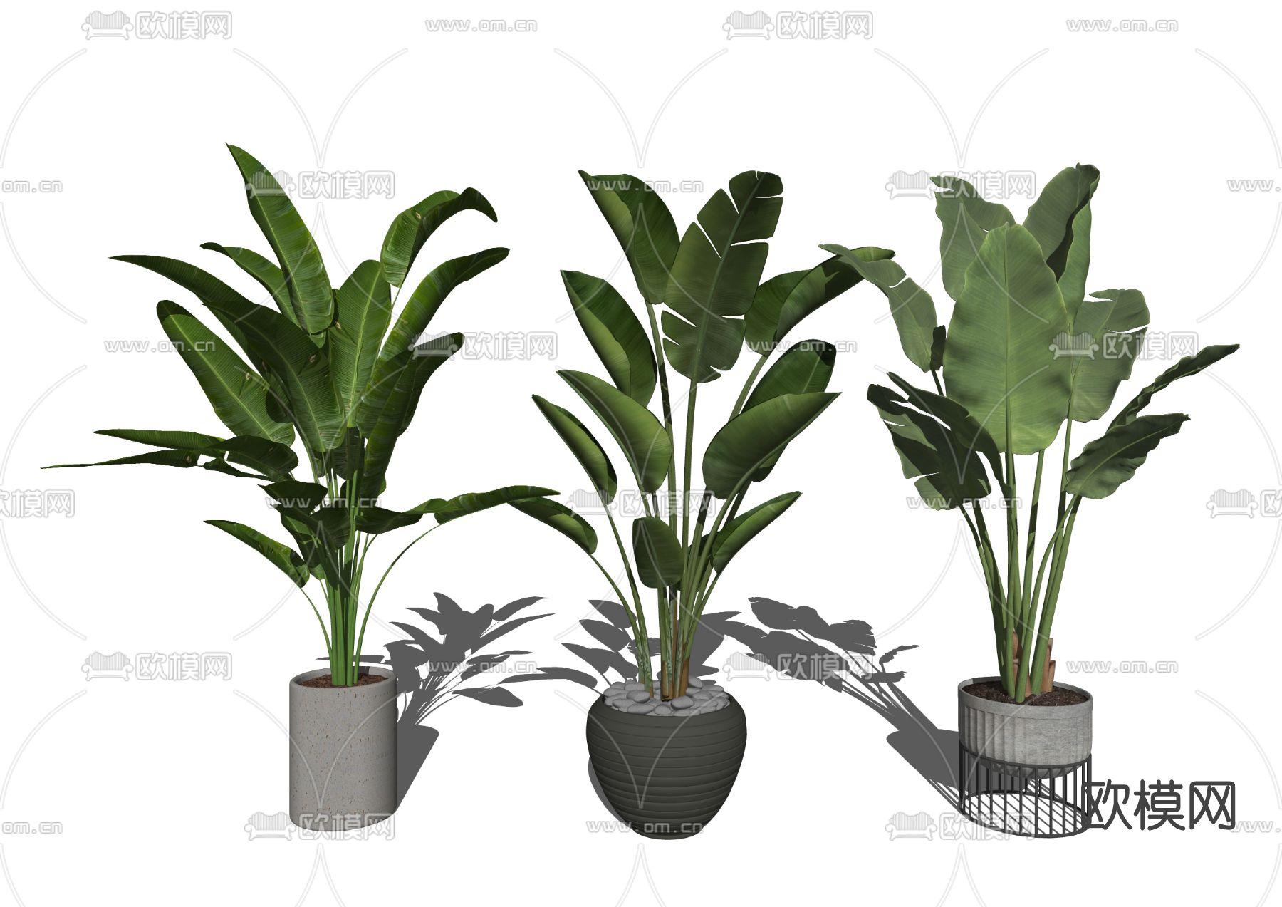 现代植物盆栽su模型下载（渲染图2）