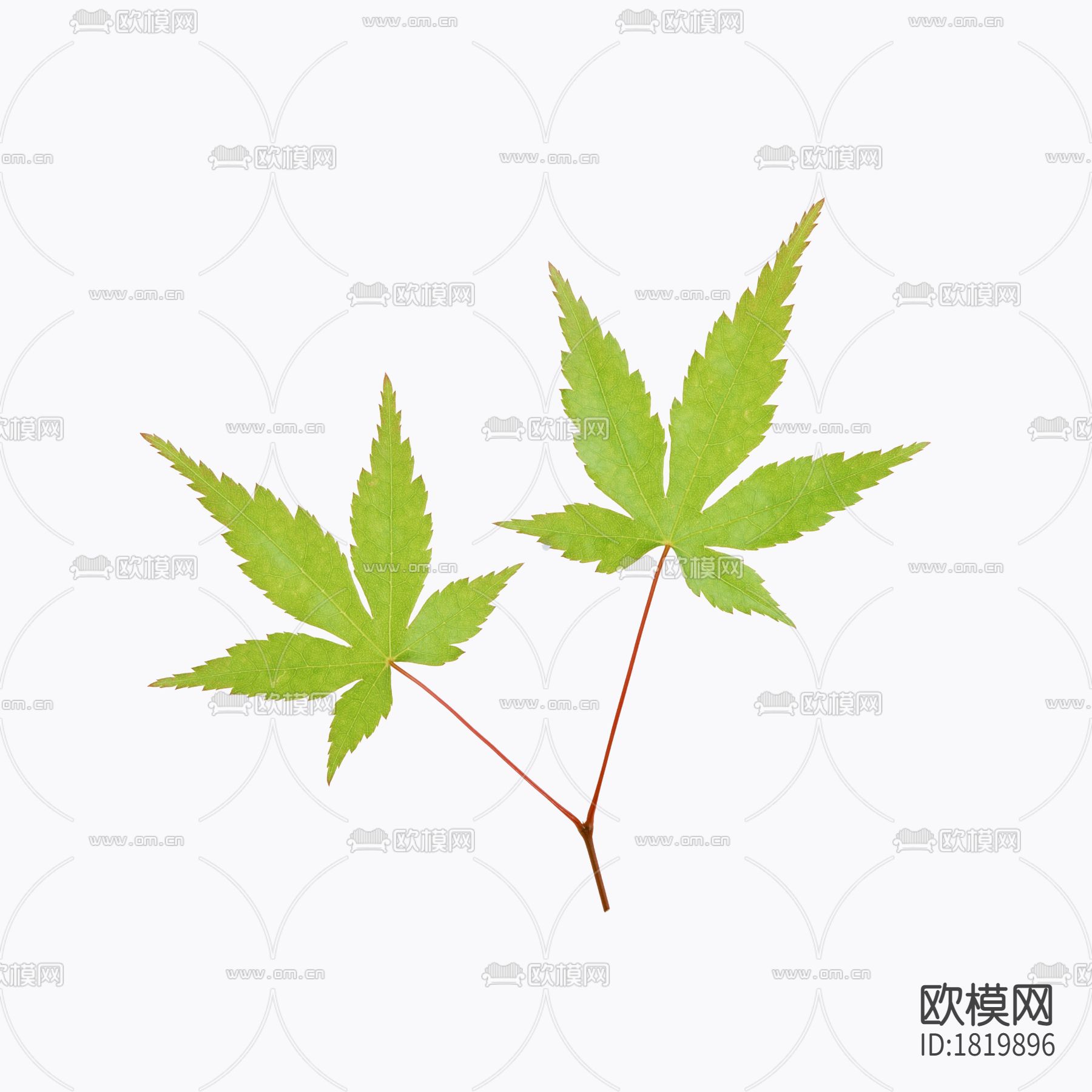 树叶