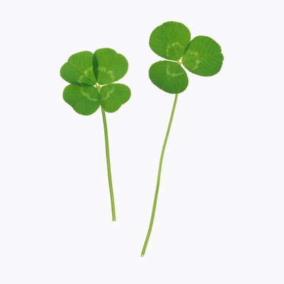  三叶草四叶草 