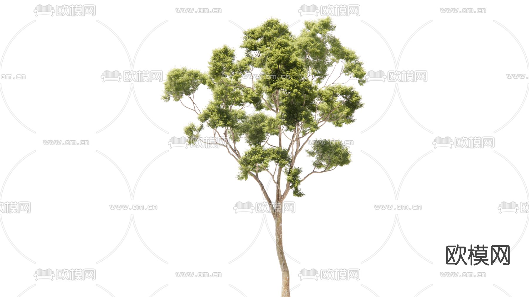 现代绿植树su模型