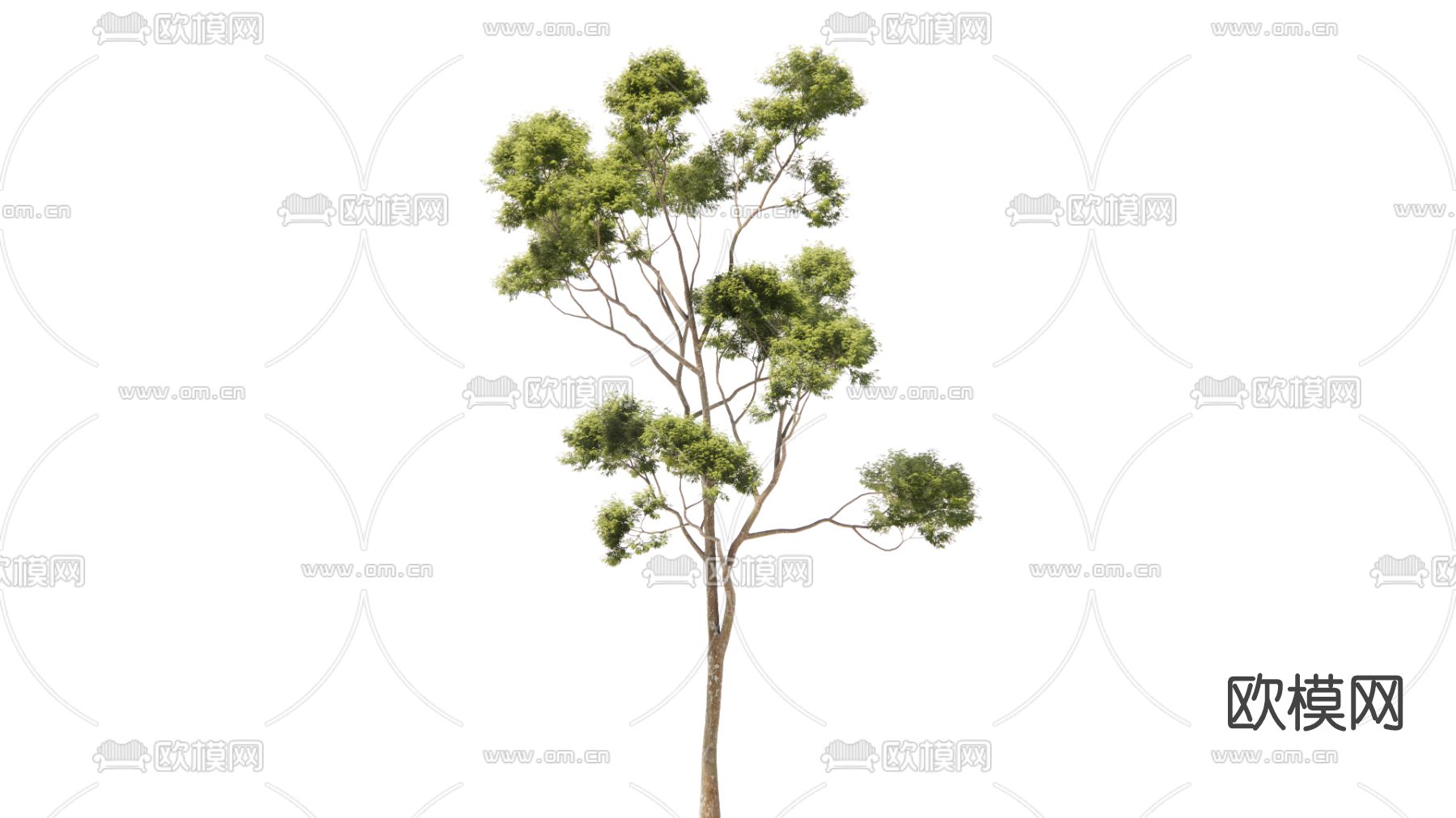 现代绿植树su模型