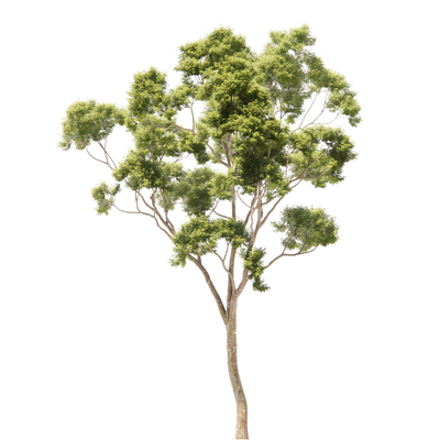  现代绿植树su模型 