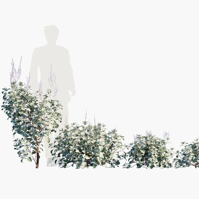 现代绿植灌木su模型 