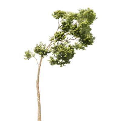  现代绿植树su模型 