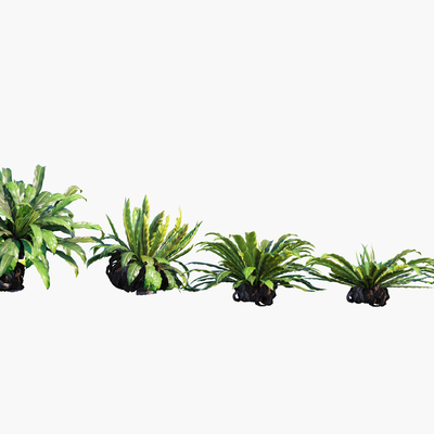  现代棕榈su模型 