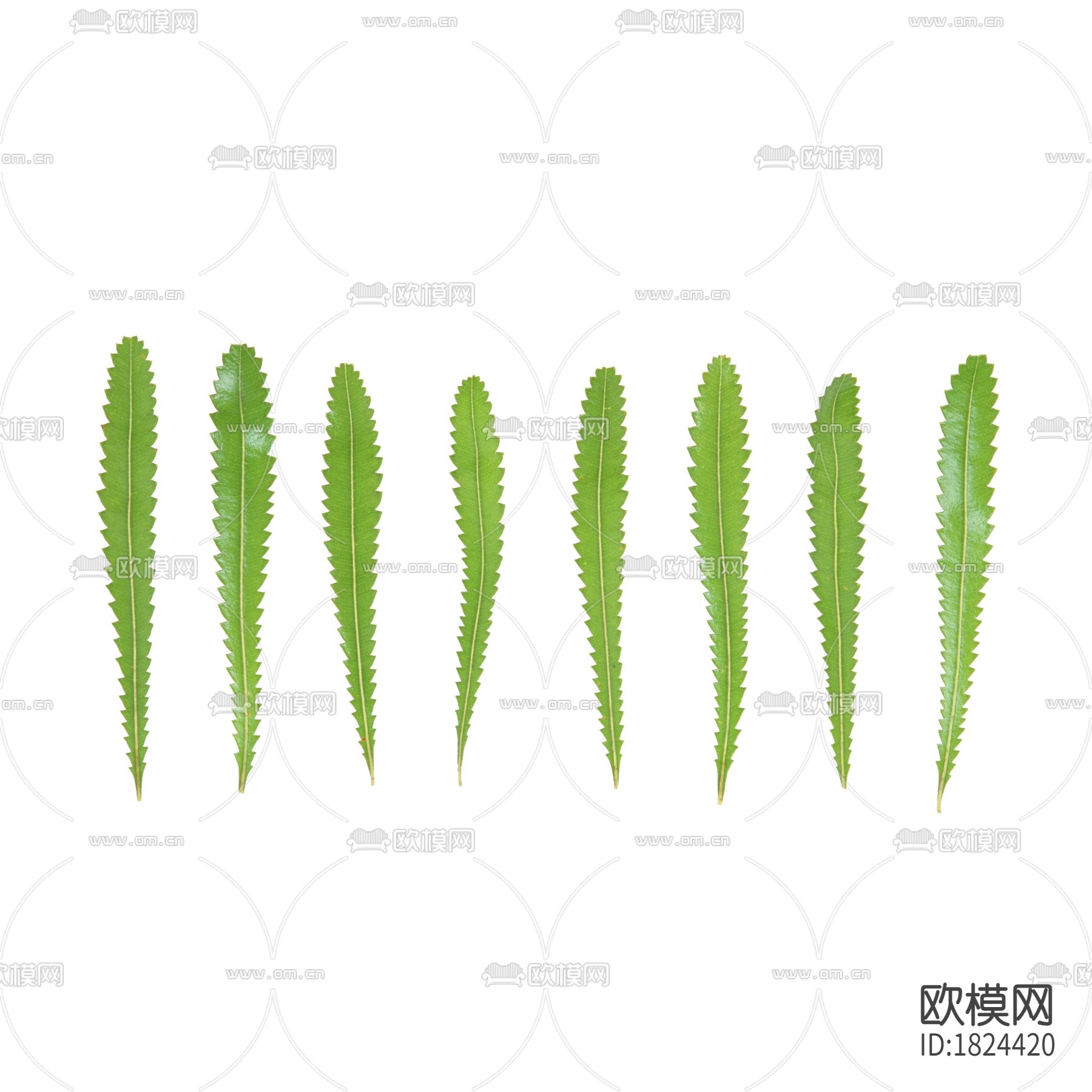 树叶