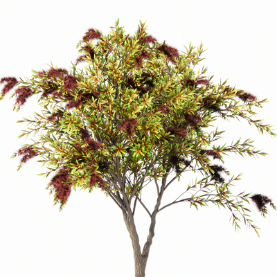  现代绿植树su模型 