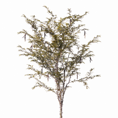  现代绿植树su模型 