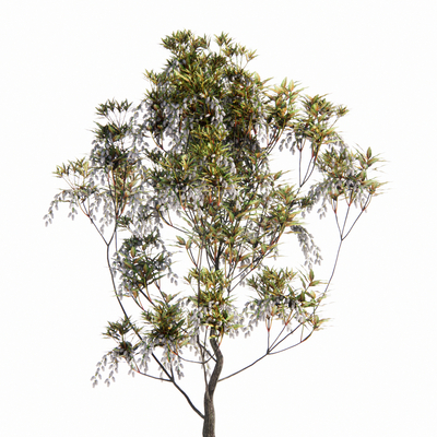  现代绿植树su模型 