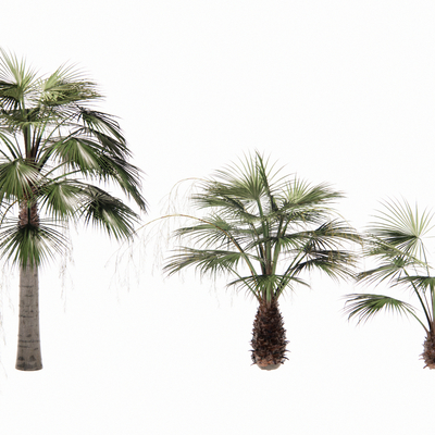  现代棕榈su模型 