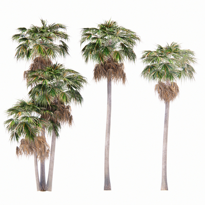  现代棕榈树su模型 
