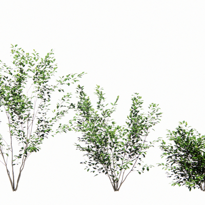  现代绿植树su模型 