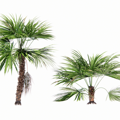  现代棕榈树su模型 