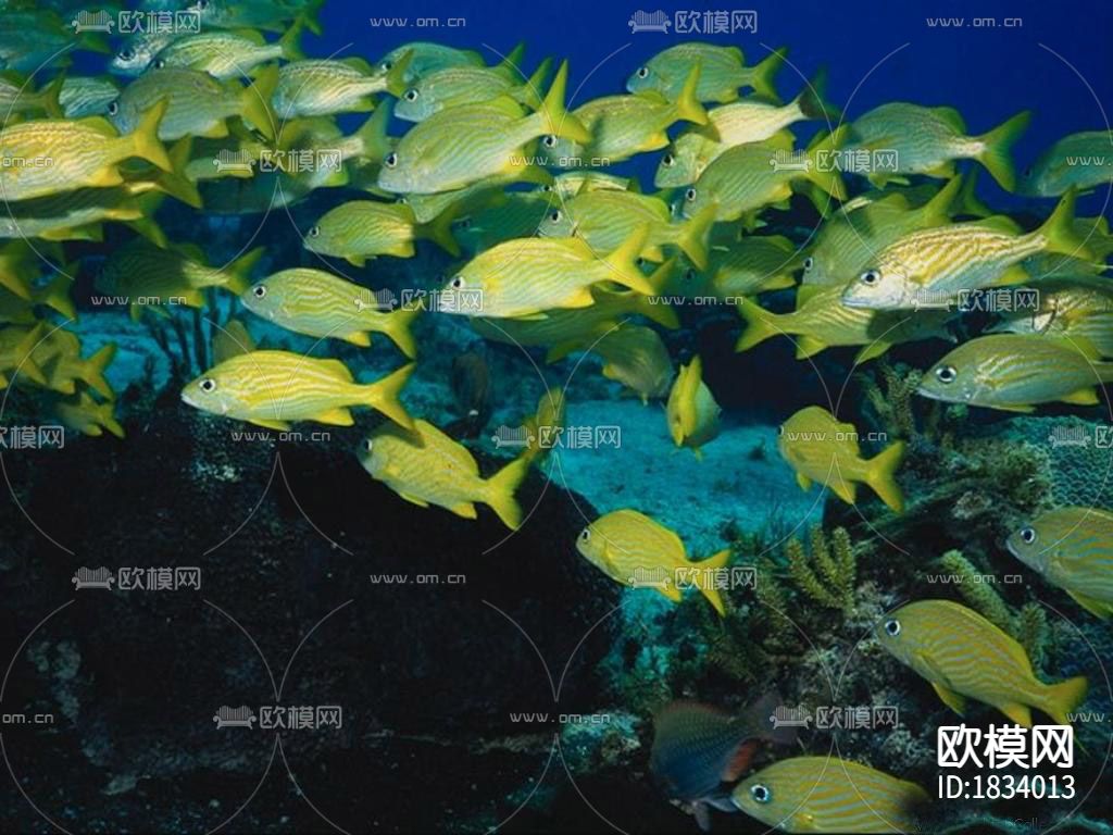 鱼缸贴图