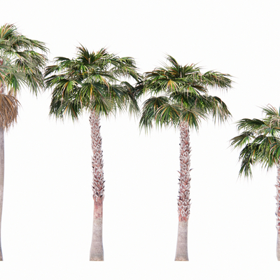  现代棕榈树su模型 