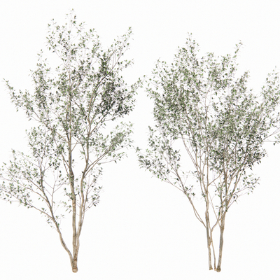  现代绿植树su模型 