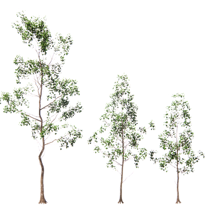  现代绿植树su模型 