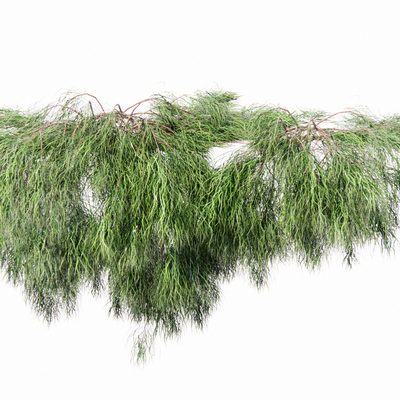  现代藤蔓su模型 