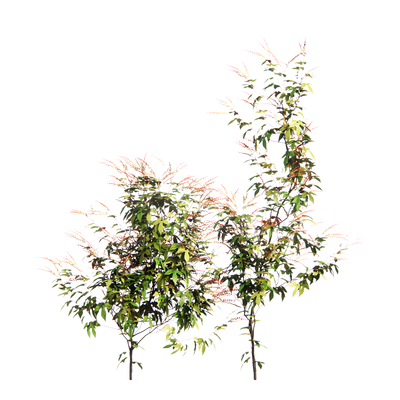  现代绿植树su模型 