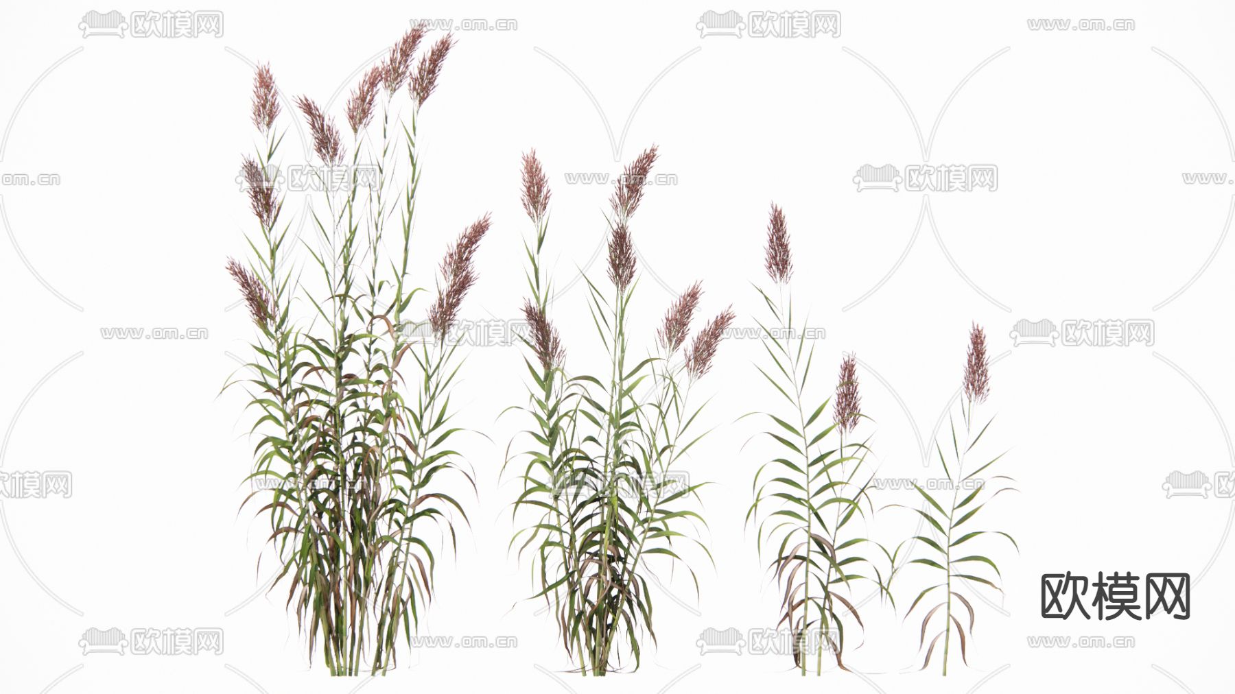 现代花su模型