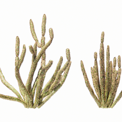  现代仙人掌su模型 