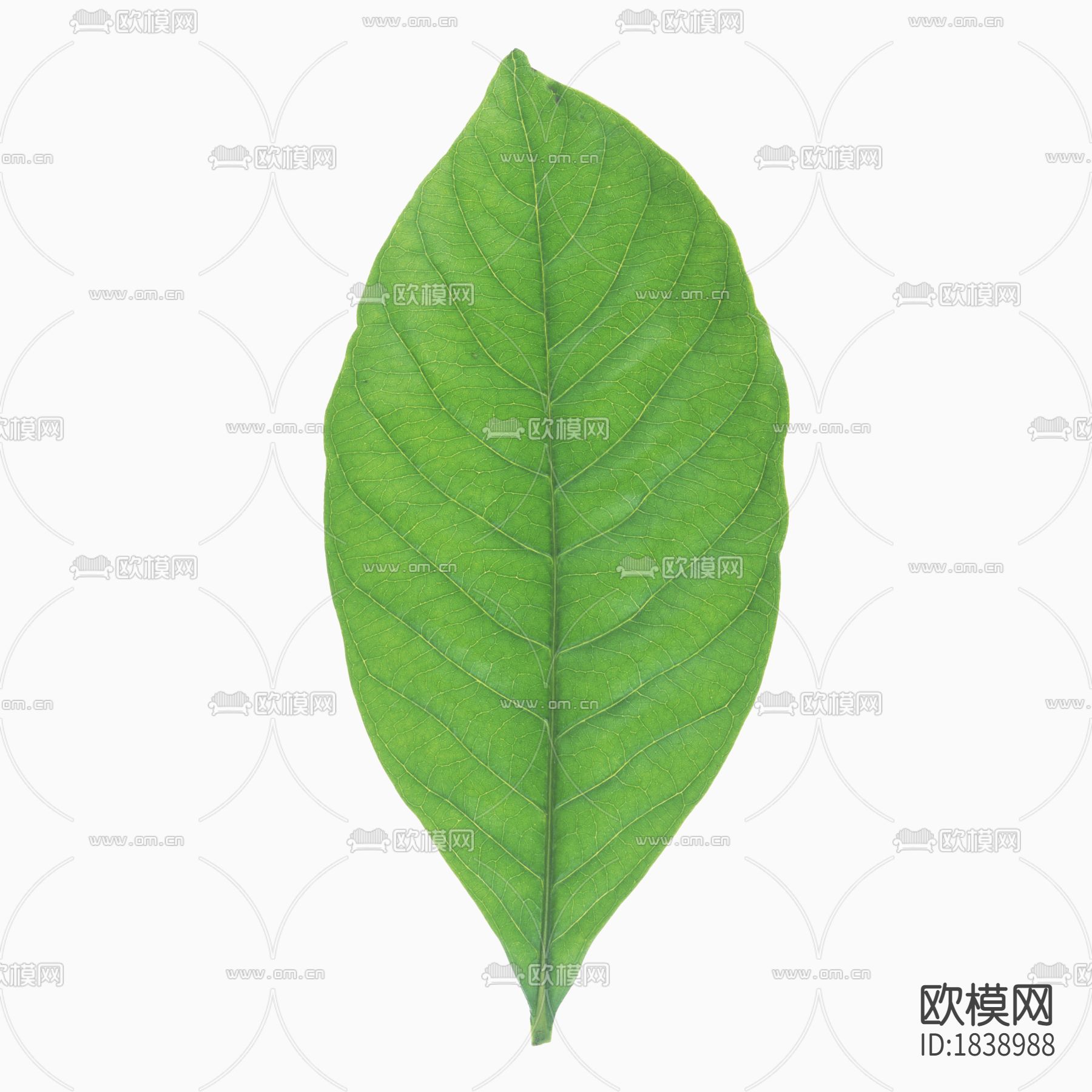 树叶