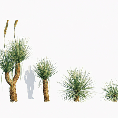  现代植物丝兰su模型 