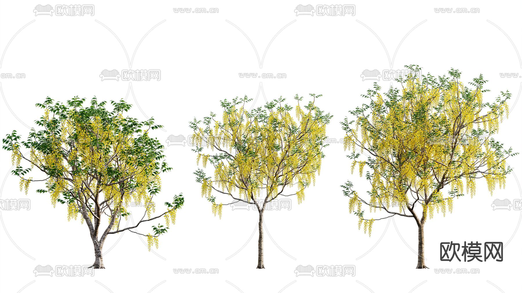 现代景观树腊肠树3d模型下载