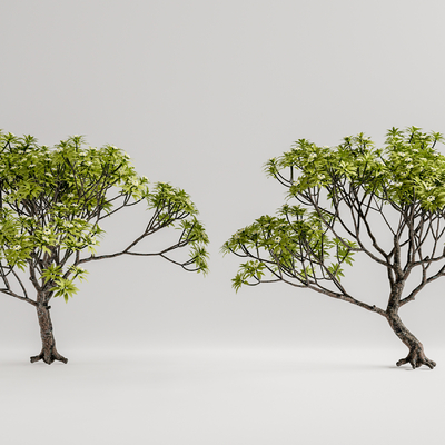 现代景观树su模型