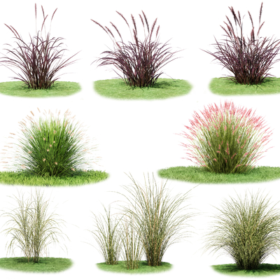  现代植物花草su模型 