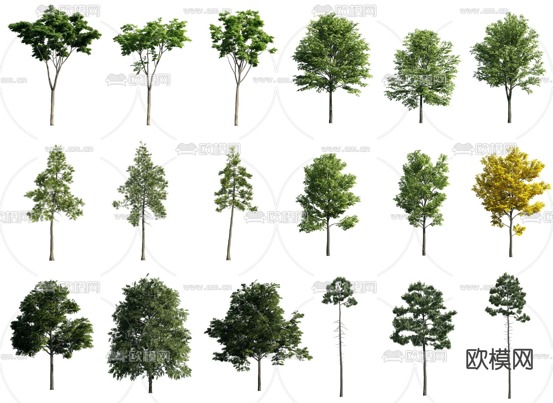 现代行道树景观树3d模型下载