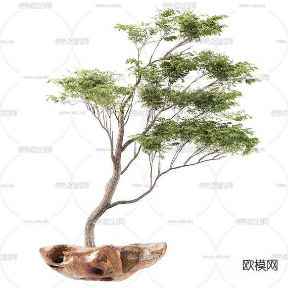 新中式松树盆栽3d模型下载(渲染图2)
