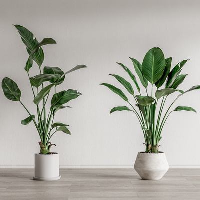 现代植物盆栽su模型